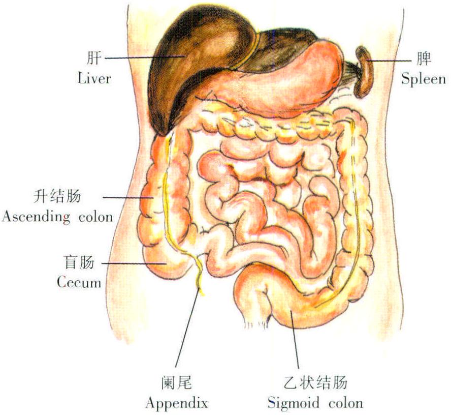 阑尾和右侧卵巢位置图图片